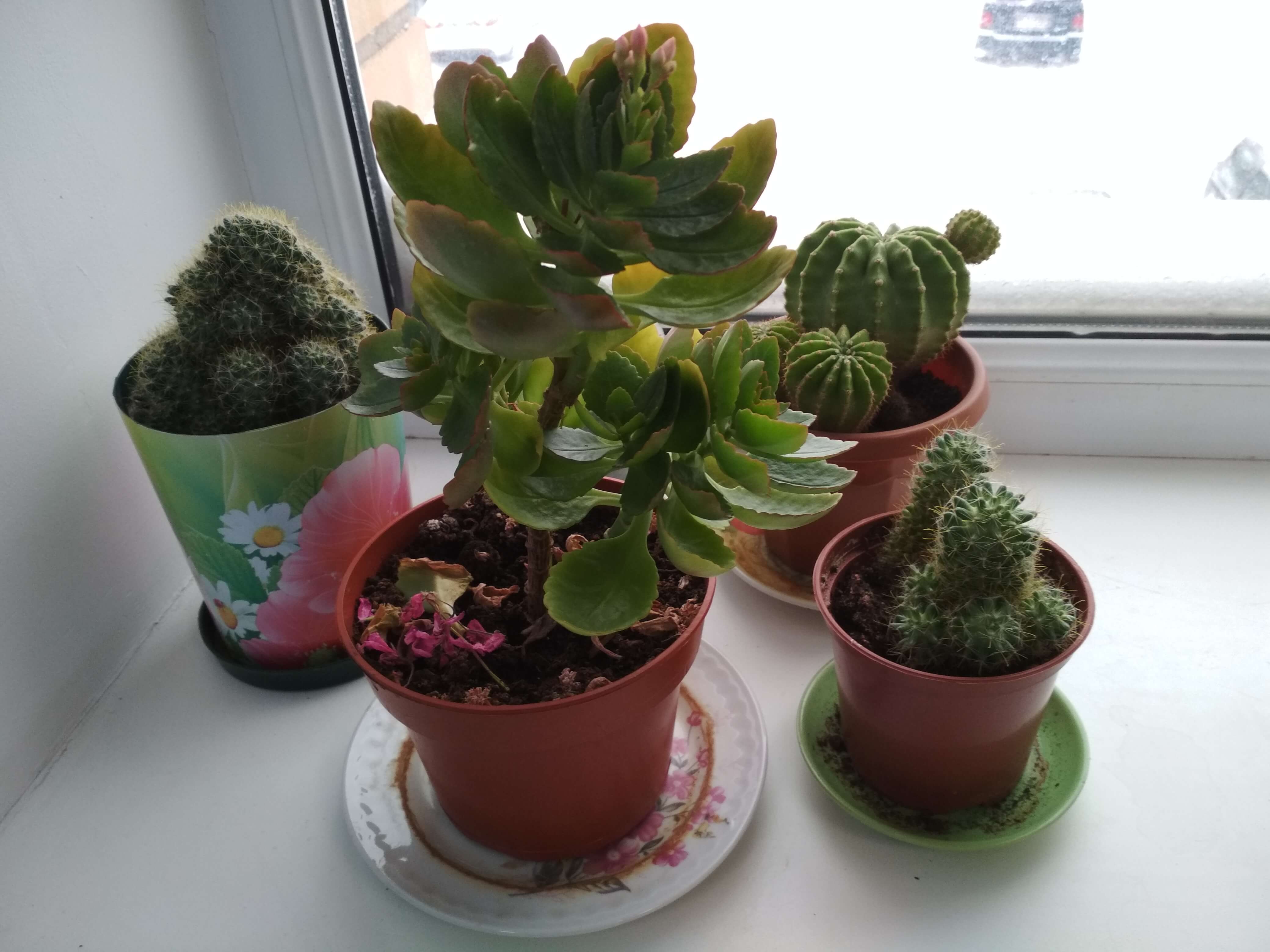 Комнатные растения в офисе